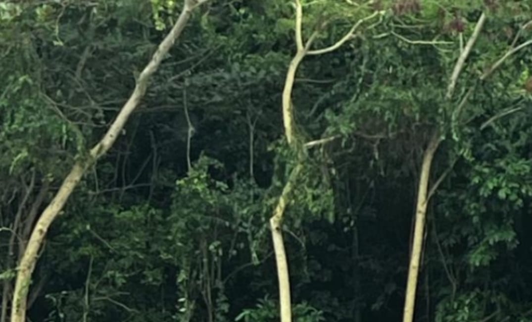Paseo La Cima: ¿Urbanismo o Favoritismo? El Movimiento Victoria Ciudadana y el Partido Independentista Puertorriqueño  reclaman  justicia ambiental