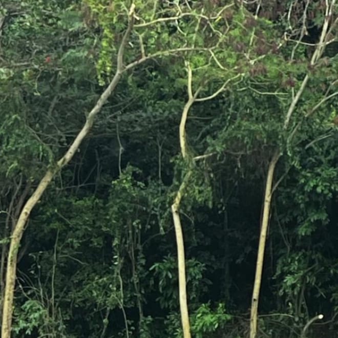 Imagen de: Paseo La Cima: ¿Urbanismo o Favoritismo? El Movimiento Victoria Ciudadana y el Partido Independentista Puertorriqueño  reclaman  justicia ambiental